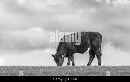 A black and white cow is grazing, eating blades of grass on a green ...