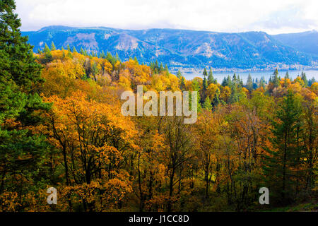 Landscape with autumn trees with yellowed leaves in the forest massive on a hillside on the banks of the Columbia River in the protected recreation Stock Photo
