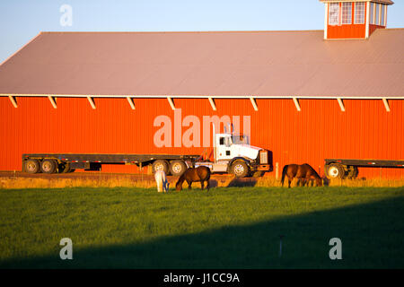 White big rig semi-truck with a flat bed trailer parking in front of red wall stable surrounded by of horses grazing on green grass. Rural idyll. Stock Photo