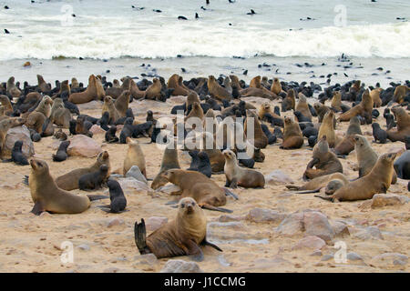 Brown fur seal Arctocephalus pusillus at Cape Cross seal colony Namibia Stock Photo