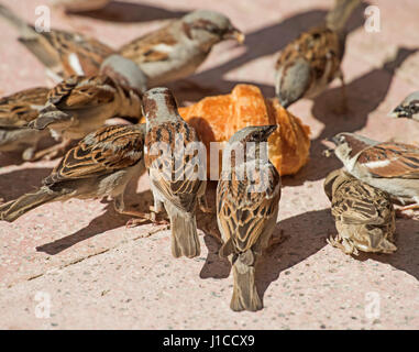 Flock of house sparrows passer domesticus feeding on scavenged bread croissant on the floor Stock Photo
