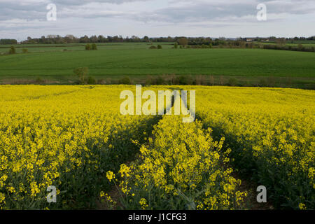 Grape seed oil field in a farm in Wiltshire,England,UK Stock Photo - Alamy