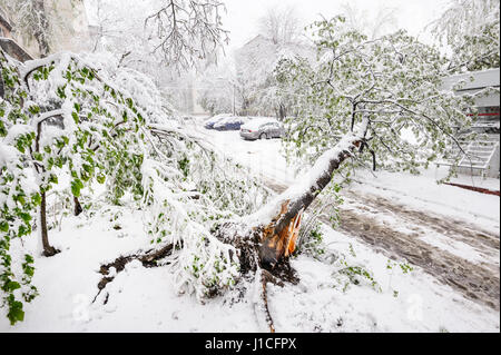 Chisinau, Republic of Moldova - April 20, 2017: Tree with green spring leaves fallen under the heavy snow, near small convenience store Stock Photo