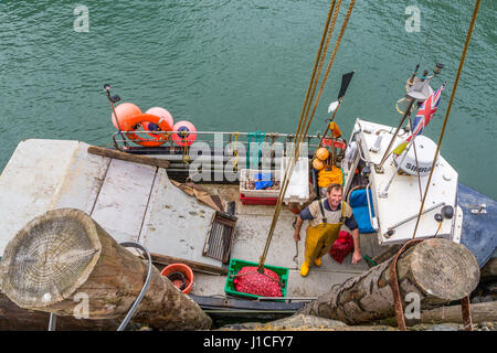 Clovelly,Devon,England. Professional Fishermen unload whelks the catch of the day in the sheltered harbour of this picturesque village in the UK Stock Photo