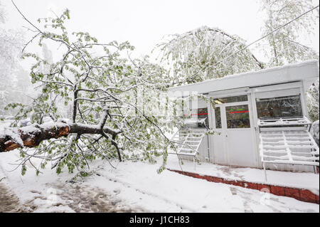 Chisinau, Republic of Moldova - April 20, 2017: Tree with green spring leaves fallen under the heavy snow, near small convenience store Stock Photo