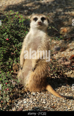 meerkat or suricate (Suricata suricatta) at Cincinnati zoo Face close up Stock Photo