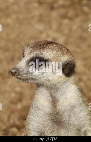 meerkat or suricate (Suricata suricatta) at Cincinnati zoo Face close up Stock Photo