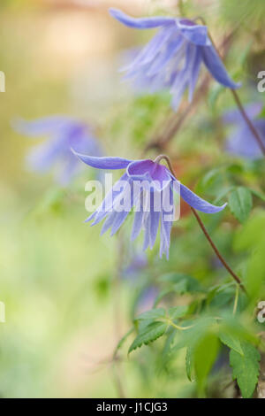 Clematis macropetala 'lagoon' flower. Clematis alpina Blue Lagoon Stock Photo