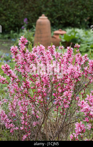 Prunus tenella 'Fire Hill'. Dwarf Russian almond 'Fire Hill' flowering in spring Stock Photo