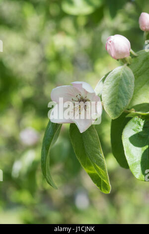 Cydonia oblonga. Quince 'Meechs Prolific' tree flower in spring. UK Stock Photo