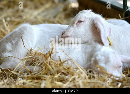 Baby goats sleeping close together Stock Photo