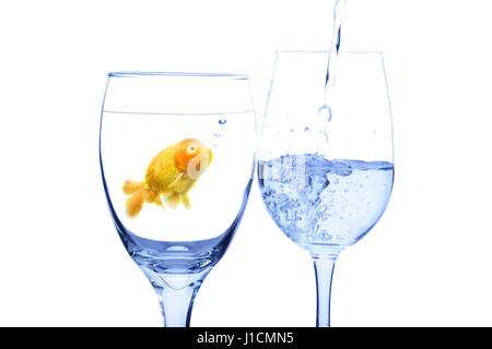 A conceptual shot of a goldfish in a glass water looking at water being poured into another glass Stock Photo