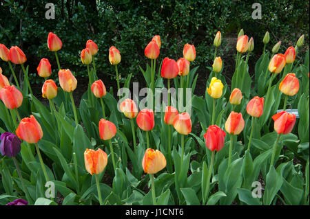 Tulips bloom in the Conservatory Garden, a six-acre formal garden in Central Park between 104th and 106th Streets on Manhattan’s Upper East Side. Stock Photo
