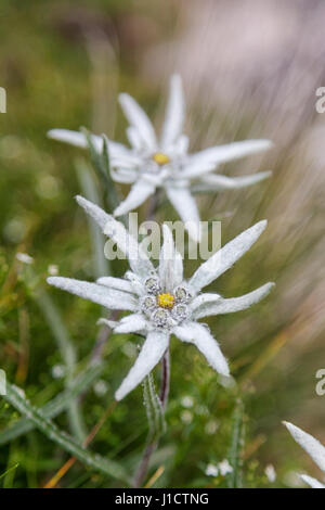 Edelweiss (Leontopodium alpinum), Alps, Austria, Europe Stock Photo