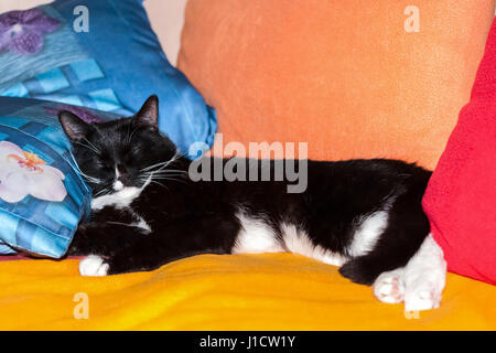 Beautiful black and white cat sleeping among colored pillows. Stock Photo