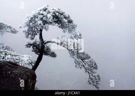 Mount Huangshan snow in Anhui province,China Stock Photo