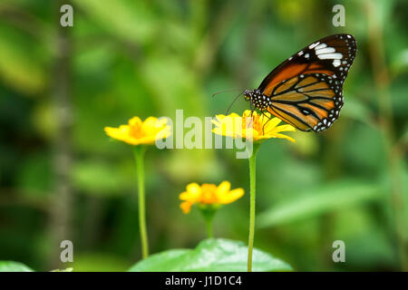 The Striped Tiger (Danaus genutia)  sitting at a yellow plant. The butterfly has it's name because of the caterpillars, which have yellow and black stripes resembling a tiger. The bright colours warn the predators to stay away from the poisonous and distasteful caterpilla. It is one of the most common butterflies in India. Stock Photo