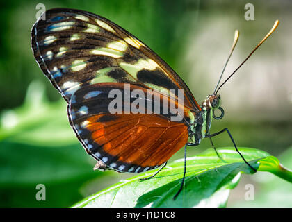 This on a leaf sitting butterfly has several names:Tiger Longwing, Golden Longwing, Hecale Longwing  or Golden Heliconian (Heliconius hecale) . It is a Heliconiid butterfly that occurs from Mexico to the Peruvian Amazon. Stock Photo