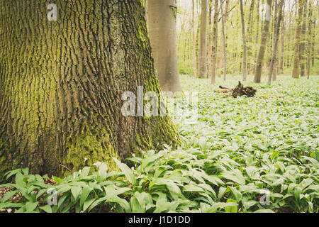 A wise old owl lived in an oak The more he saw the less he spoke The less he spoke the more he heard. Why can't we all be like that wise old bird? (an English nursery rhyme) Stock Photo