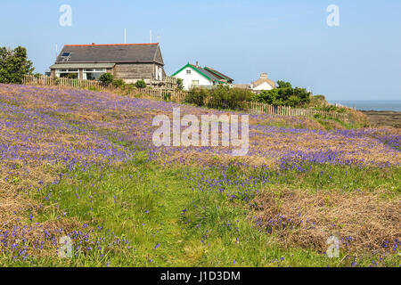 Bluebells (Endymion non-scriptus) growing on the southern end of Hilbre Island in spring Dee Estuary UK May Stock Photo