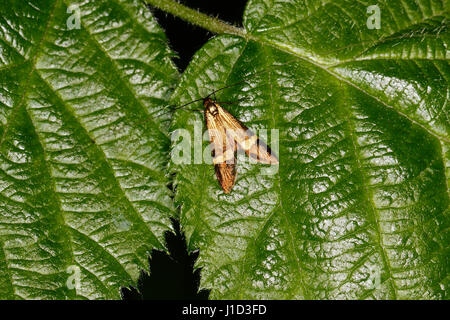Yellow-barred Longhorn moth (Nemophora degeerella) resting on leaf in woodland by lake Cheshire UK June 2188 Stock Photo
