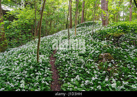 Footpath through Ramsons (Allium ursinum) growing in woodland North Wales UK June 54651 Stock Photo