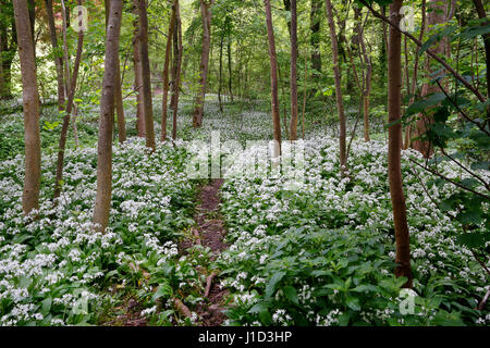 Footpath through Ramsons (Allium ursinum) growing in woodland North Wales UK June 54671 Stock Photo