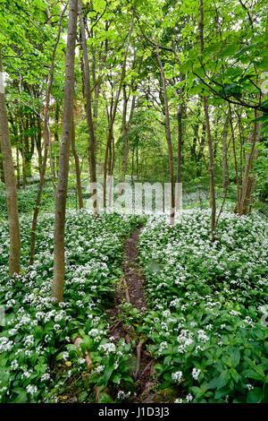 Footpath through Ramsons (Allium ursinum) growing in woodland North Wales UK June 54682 Stock Photo