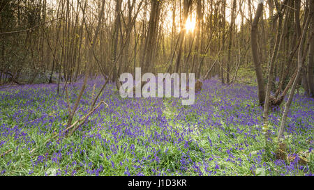Bluebell wood in West Sussex Picture date: Wednesday April 19, 2017. Photograph by Christopher Ison ©  www.christ Stock Photo