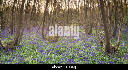 Bluebell wood in West Sussex Picture date: Wednesday April 19, 2017. Photograph by Christopher Ison ©  www.christ Stock Photo