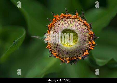 An infant Calendula Officinalis - Greenheart Orange in the garden bed, with soft green undergrowth as it's background. The calendula family are also c Stock Photo