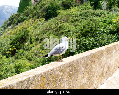 Elba, Italy: Seagull posing on the wall. Stock Photo