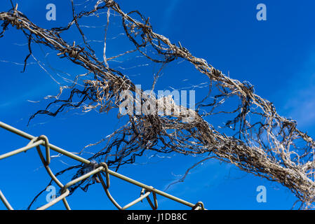 Plastic debris blowing in the wind as it is stuck on some barbed wire above a netted fence. Blue sky in background. Stock Photo