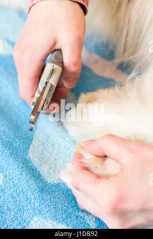Close up of female handler cutting Samoyed dogs nails using a sharp dog nail clipper. Stock Photo
