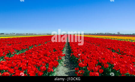 Landscape view of a blossoming tulip field in Holland. Stock Photo