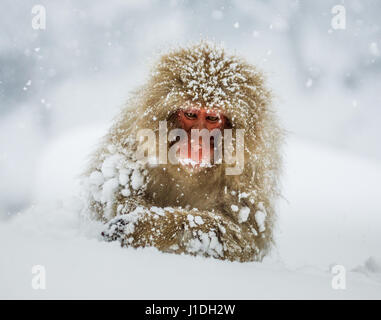 Japanese macaque sitting in the snow. Japan. Nagano. Jigokudani Monkey Park. Stock Photo