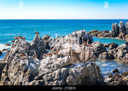 Ocean rocks with brown pelicans in Vina del Mar, Chile Stock Photo