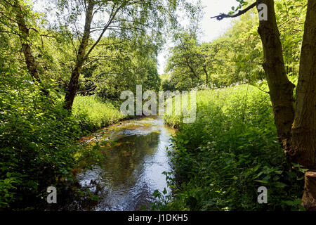 Trees line the banks and overhang the shallow River Leen creating dark shadows as it flows through woodland before emerging in to bright summer sunshine. Stock Photo