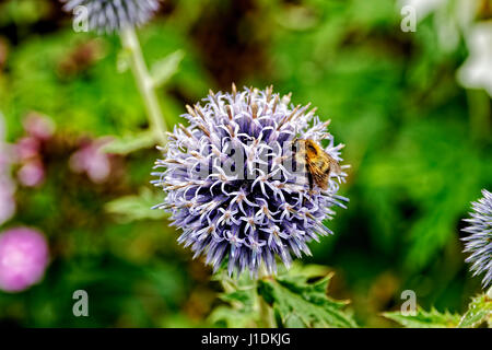 Close up of a Honey Bee collecting pollen from the stamen of a ball shaped purple Globe Thistle flower. Stock Photo