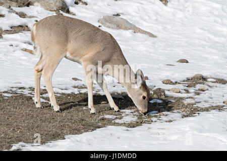 White-tailed deer / Weisswedelhirsch ( Odocoileus virginianus ) in winter, feeding on grass, Yellowstone area, USA. Stock Photo