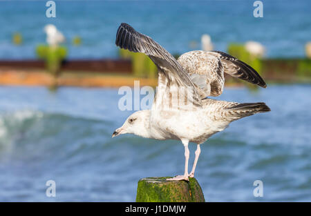Seagull perched on a groyne over the sea in the UK. Stock Photo