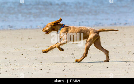 Hungarian Wirehaired Vizsla dog. Side view young chestnut coloured Hungarian Wirehaired Vizsla puppy dog running on a sandy beach by the sea. Stock Photo