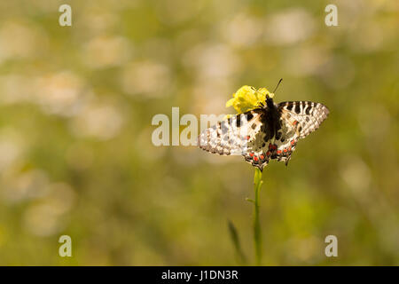 Eastern Festoon (Allancastria cerisyi) an Old World papilionid butterfly whose geographical range extends from the Balkans to include Turkey and the n Stock Photo