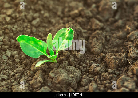 Sugar beet sprout growing in cultivated agricultural field, close up of small beetroot plant with selective focus Stock Photo