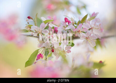 Close-up image of the pretty spring blossom pink and white flowers of the Japanese Crab apple tree - Malus floribunda Stock Photo