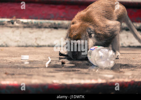 A macaque monkey drinks from a water bottle dropped by a tourist on the steps of the Batu Caves. Kuala Lumpur, Malaysia, southeast Asia Stock Photo