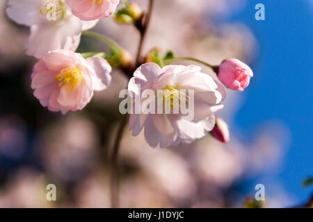 The buds of cherry blossoms. Sakura. Romance. Love. Tenderness. Stock Photo