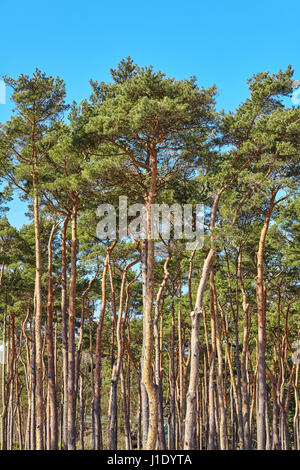 Picture of tall pine trees with blue sky in background. Stock Photo