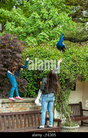 London, UK. 20th Apr, 2017. Peacock displaying feathers and calling for a mate in Holland Park. Credit: JOHNNY ARMSTEAD/Alamy Live News Stock Photo