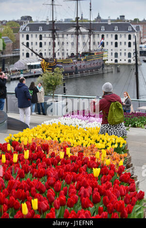 tulips, Amsterdam, Netherlands Stock Photo